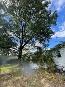 Tree outside of 225 Quaker Ridge Road, Lutherville Timonium, Maryland 21093